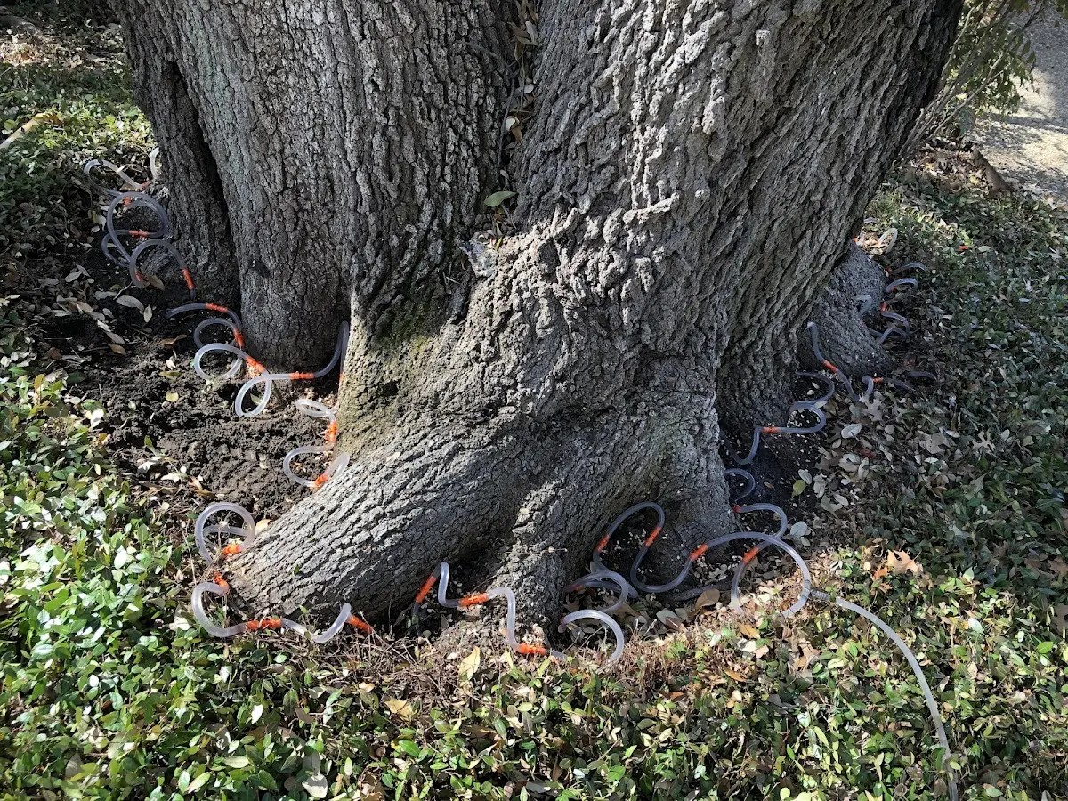 Detailed Tree Cabling and Bracing job site in Tremonton