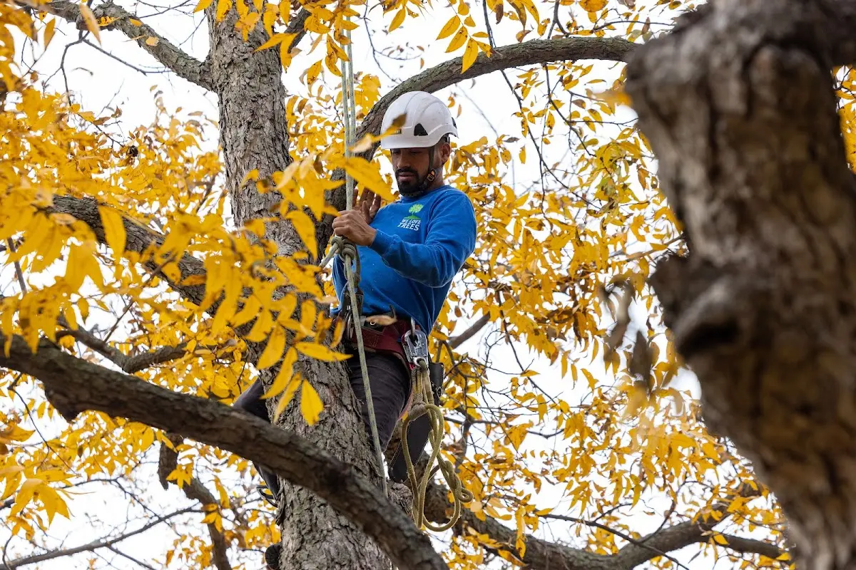 Skilled Tree Trimming crew working in Tremonton